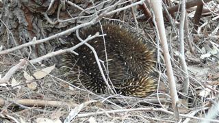 Echidna Echidna