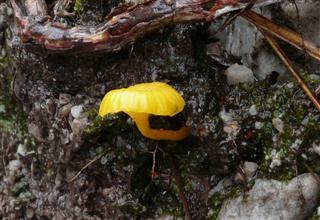 Yellow Fungus Yellow Fungus