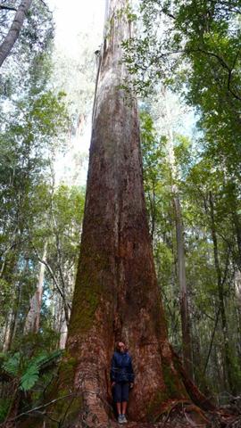 Tall Trees Tall Trees