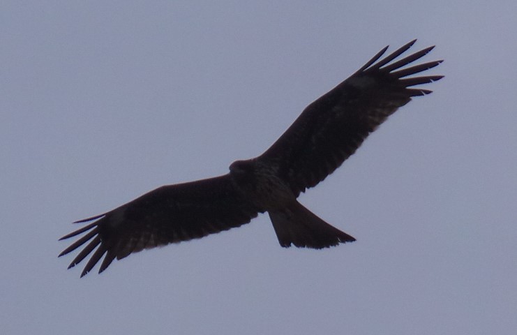 Black Kite