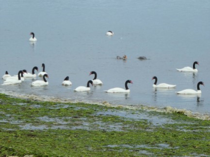 Blackneck Swans