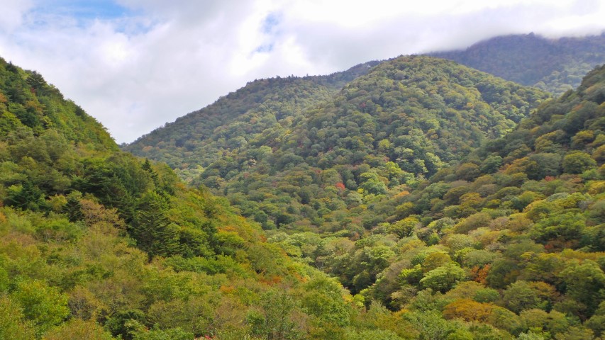 Forested Upper Slopes of Iya Valley