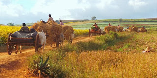 Heading home at the end of a hard day in the fields.