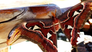 Giant Moth