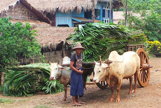 Unloading Traditional "Nipa" Thatching