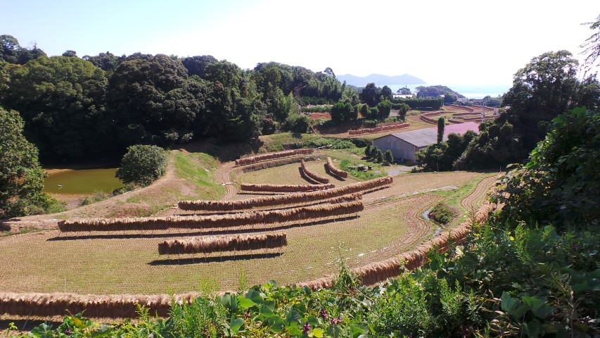 Racks of Cut Rice