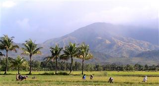 Rice_Harvest_Panay