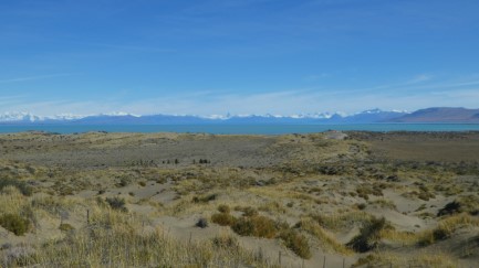 Patagonian grasses
