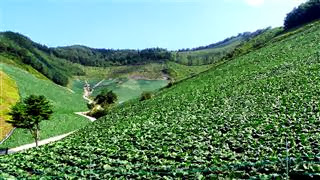 Cabbage Monoculture