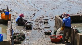 Cleaning Shellfish