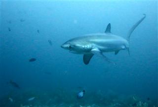 Thresher_Shark