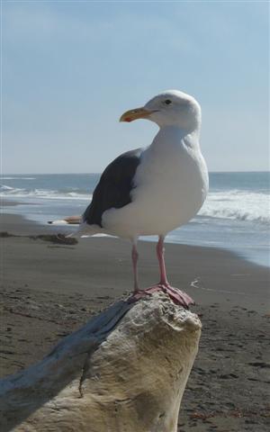 Fred The Seagull
