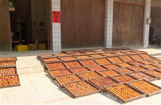 guangxi_persimmon_fruit_drying