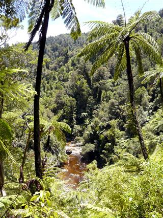 Kaituna Track