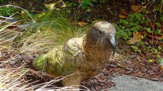 Kea