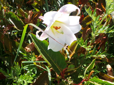Mountain Lilly