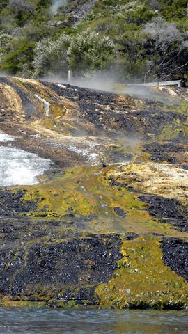 Orakei silca terraces