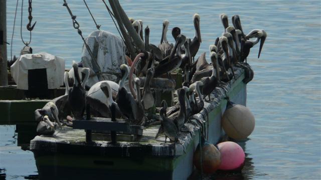 Pelican Boat