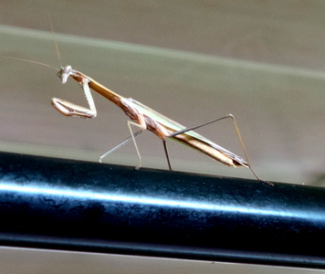 Praying Mantis in the Ladies Toilet