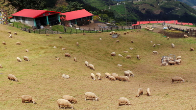 Sheep Farm