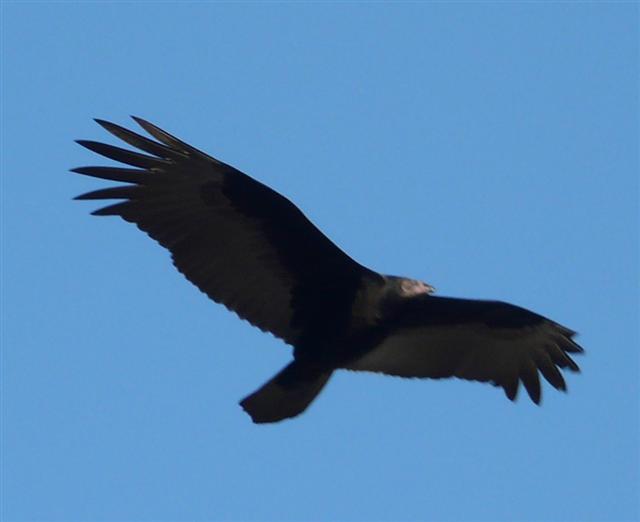 Vulture