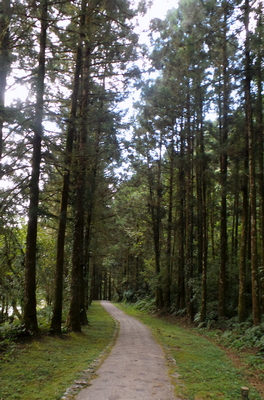 Avenue of trees, Ming Chih Lake