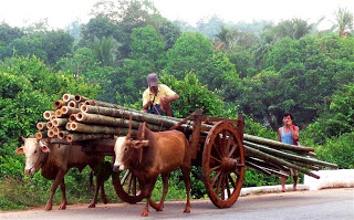 Transporting Bamboo