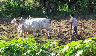 Ploughing with Oxen