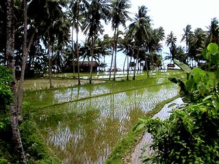 Bohol_Rice_Paddy