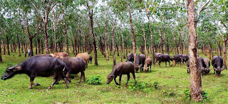 Buffalo Grazing in the Rubber Plantations