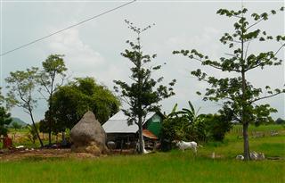 Cambodia_farm