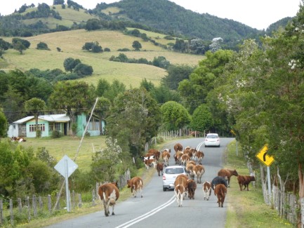 Cattle on the road