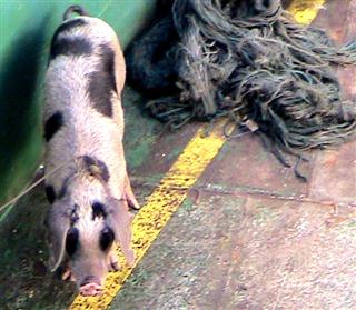 Pig on Ferry