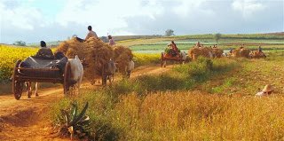 Heading home at the end of a hard day in the fields.