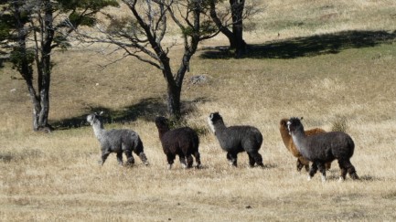 Roadside llamas