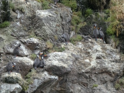 Cormorants