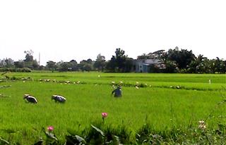 Rice_field_view