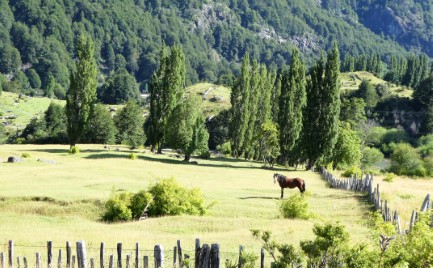 Simpson valley meadow