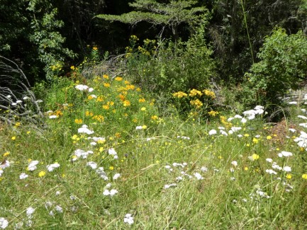 Roadside flowers