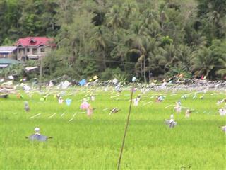 Scarecrows