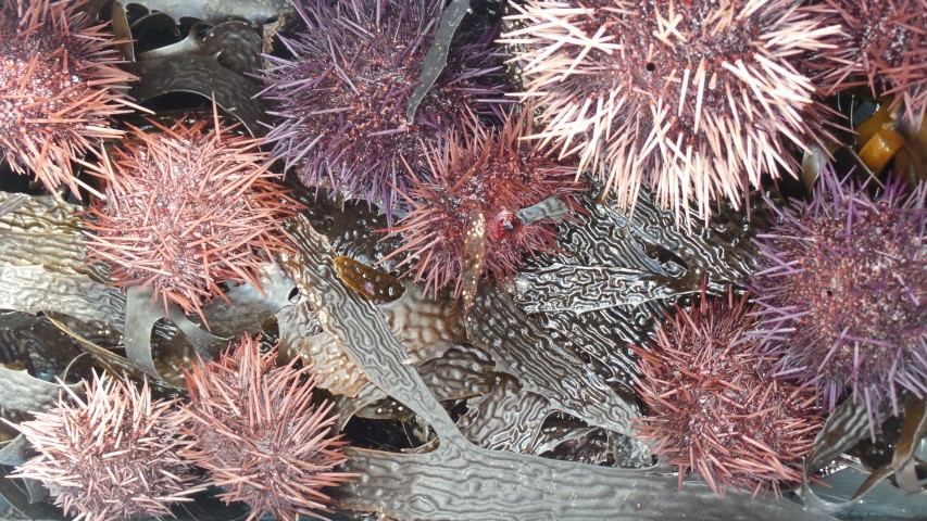 Sea Urchins