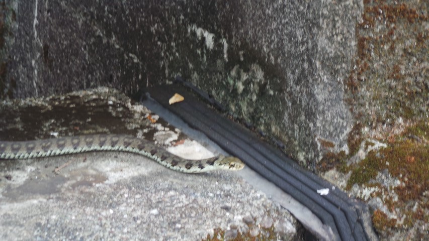 Snake on bridge