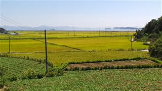 Coastal Rice Fields