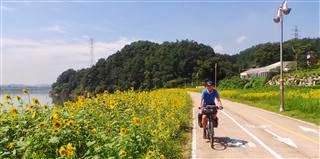 Sunflowers at the Side of the River Han