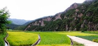 Rice Paddies