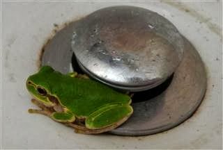 Frog in the Sink