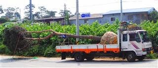 Tree Transport