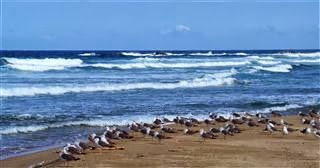 Gulls on the Beach at Yeonghae