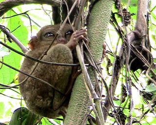 Tarsier