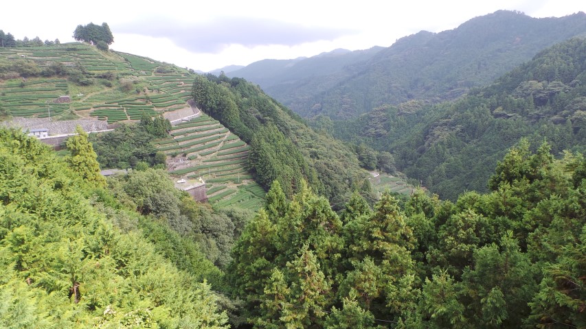 Tea terraces